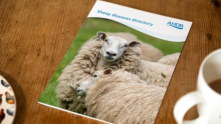 Front cover of the sheep diseases directory